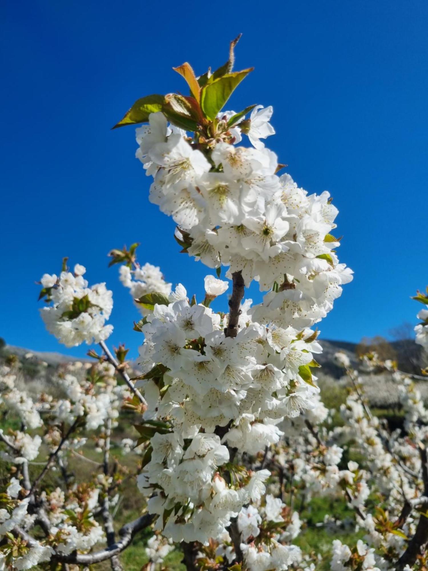 La Albarea By #Cherrygredos El Arenal  Kültér fotó